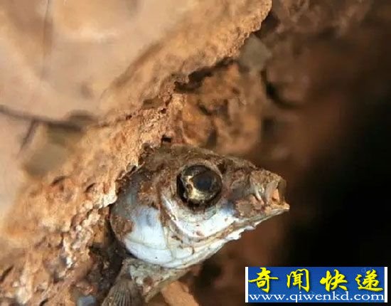 撒哈拉沙漠一条鱼忍着不死 坚持4年等雨季获新生