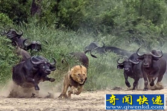 盘点动物世界“以弱胜强”:狮子被水牛打败