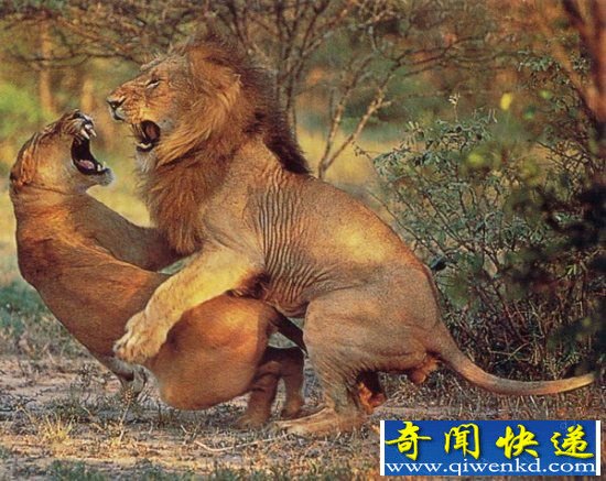 动物性行为
