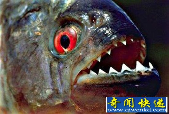 美国食人鱼