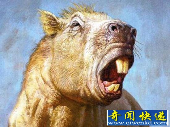 惊呼!巨型啮齿类动物将取代人类统治地球