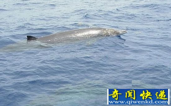 朗曼喙嘴鲸