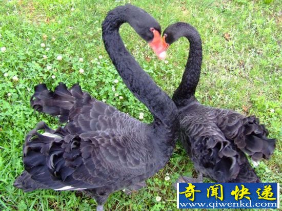 动物盘点:十大同性恋动物