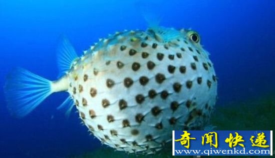 动物世界十大最“毒”杀手