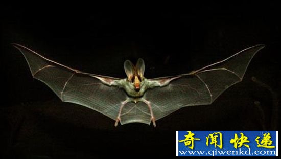 自然界十大动物“超能力”