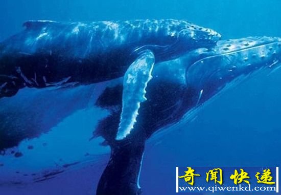 揭秘动物世界性行为:鲸在水中是怎么交配的?
