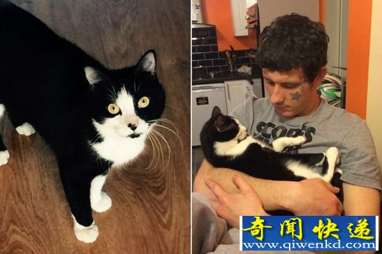 英国小猫长有雌雄两种生殖器 盘点全球雌雄同体动物