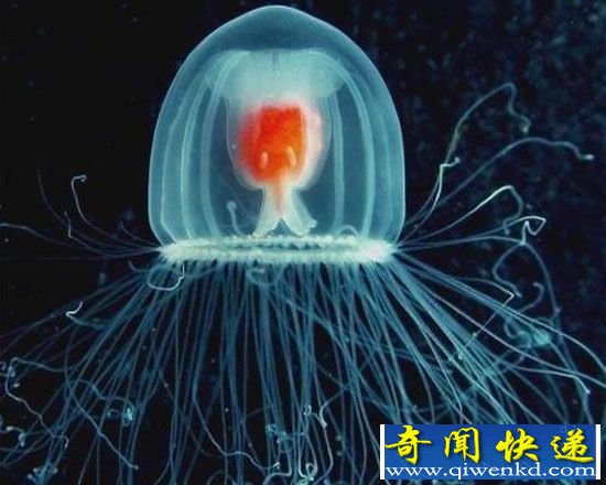 全球十大最长寿动物