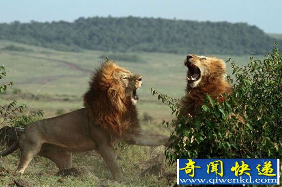 残忍!狮子兄弟为争交配对象血拼 皆因吃醋