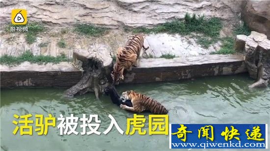 活驴投喂老虎 疑动物园将活驴扔进老虎池惨不忍睹!