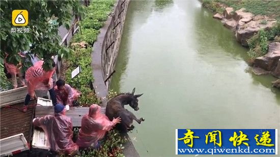 活驴投喂老虎 疑动物园将活驴扔进老虎池惨不忍睹!