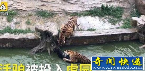 疑动物园将活驴扔进老虎池:驴招谁惹谁了 画面太过残忍