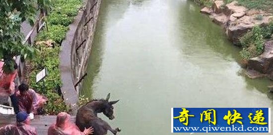 疑动物园将活驴扔进老虎池:驴招谁惹谁了 画面太过残忍