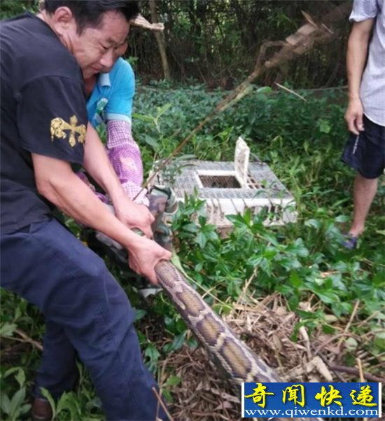珠海惊现巨蟒吞食两头山羊