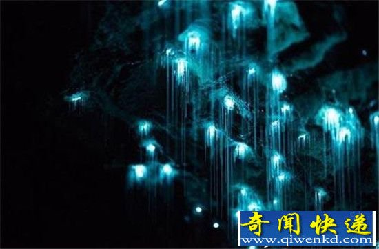 新西兰萤火虫神秘洞穴美哭了:进去后被彻底惊呆!
