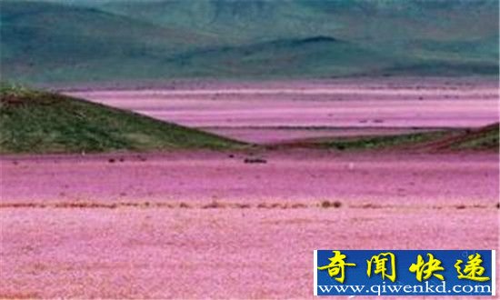 自然奇观:沙漠开花 沙漠成花海 这是神迹