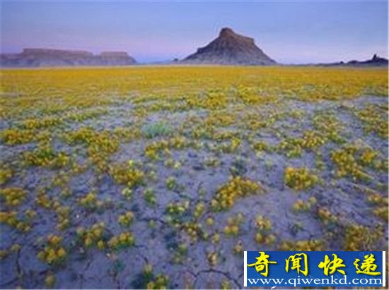 自然奇观:沙漠开花 沙漠成花海 这是神迹