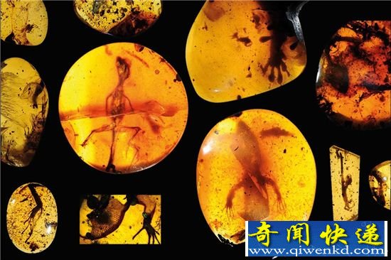揭秘史上最老蜥蜴 9900万年与恐龙同行的蜥蜴