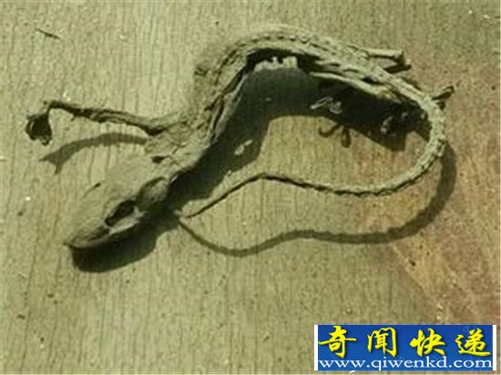 南极巨虫惊现南极洲冰下湖 南极人竟是外星寄生虫?