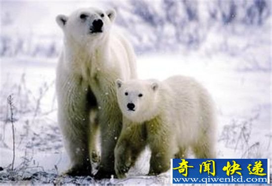 北极熊濒临灭绝多数饿死 全球变暖威胁上万物种