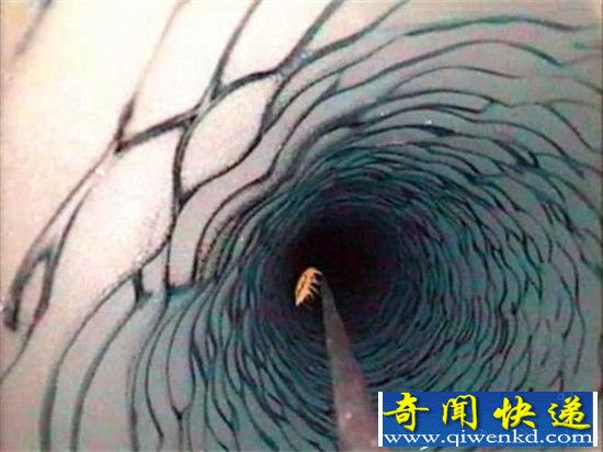 南极洲现巨大冰下湖 或蕴藏未知生命形态