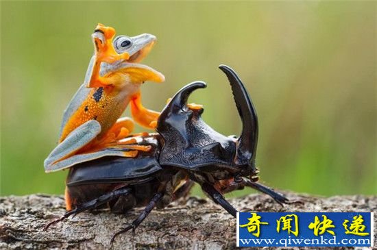 震惊!地球正面临着第六次大灭绝?