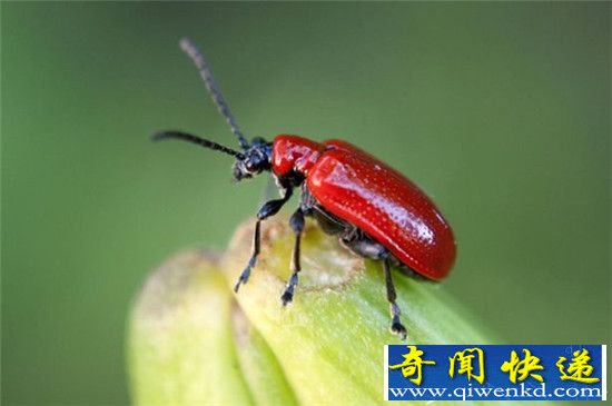 震惊!地球正面临着第六次大灭绝?