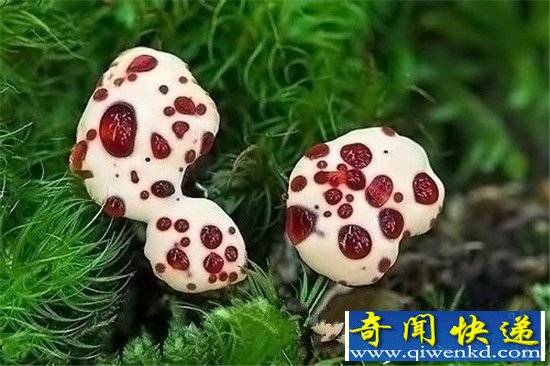 怪异植物!日本惊现长相畸形植物 似人体器官!
