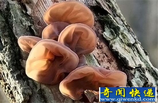 怪异植物!日本惊现长相畸形植物 似人体器官!