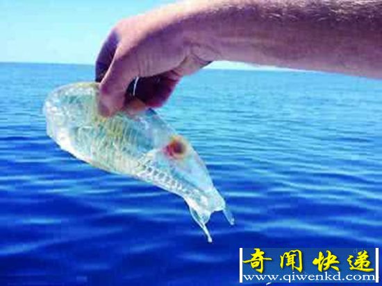 完全透明的鱼是什么?放在水里只能看到头!