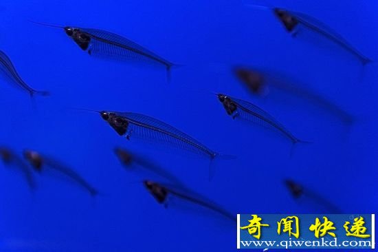 完全透明的鱼是什么?放在水里只能看到头!