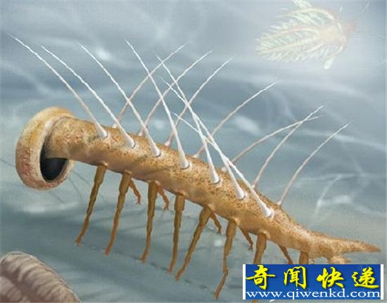 古生物怪诞虫的进化历程 竟从不死虫开始?