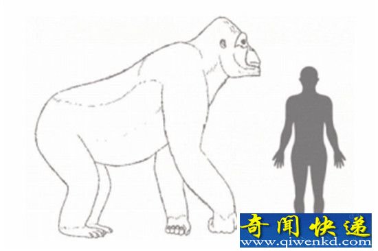 十万年前神秘远古巨猿由于气候变迁导致灭绝