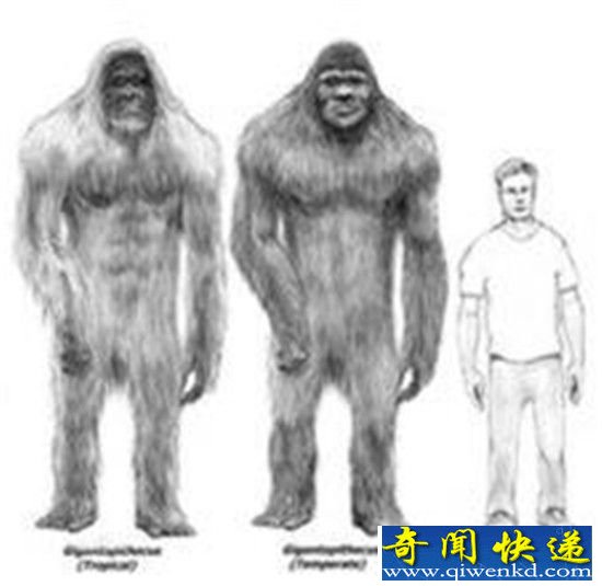 十万年前神秘远古巨猿由于气候变迁导致灭绝