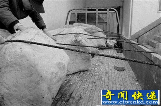 6500万年前恐龙化石揭秘恐龙灭绝真相!