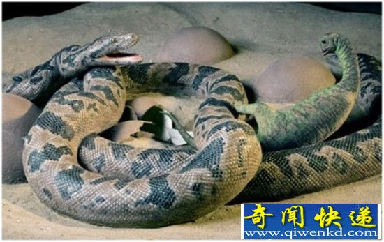 全球八大史前怪兽大复活:史前巨蟒能吞食恐龙