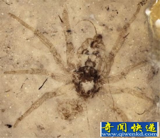 全球八大史前怪兽大复活:史前巨蟒能吞食恐龙