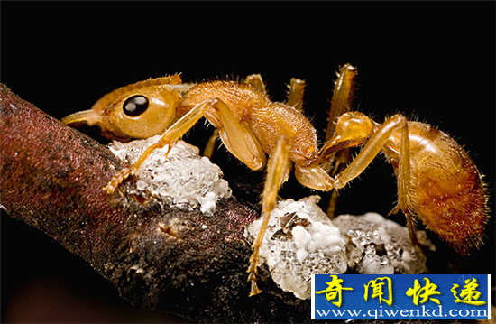 远古蚂蚁曾于恐龙争锋 揭秘远古蚂蚁之谜
