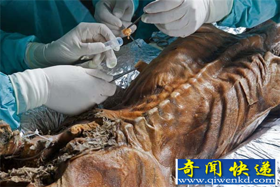 5000年神秘木乃伊有望复活 冰人奥兹揭秘