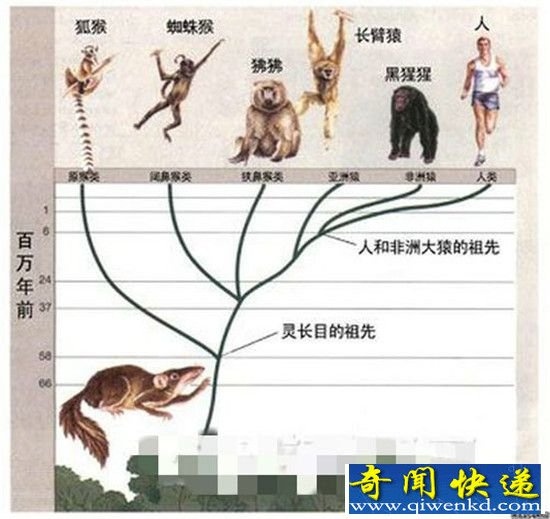 人类进化之谜:数亿年前祖先竟然长有触手