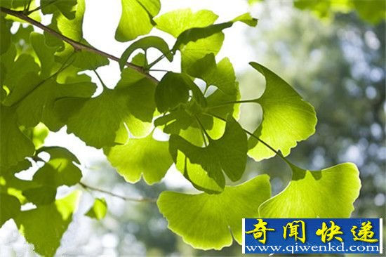 世界十大活化石 与恐龙共存近七千万年?