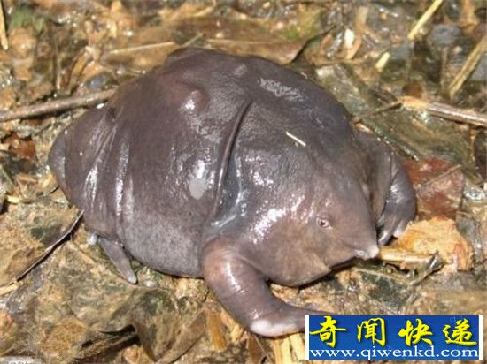 世界十大活化石 与恐龙共存近七千万年?