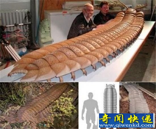 十大远古超级生物大盘点!2.4米长巨型蜈蚣