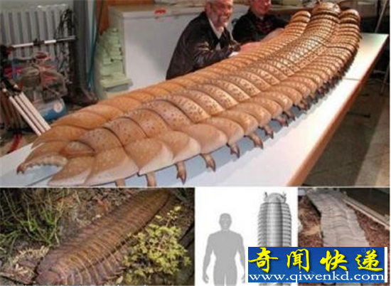 十大罕见远古生物揭秘 巨型陆地杀手蝎揭秘