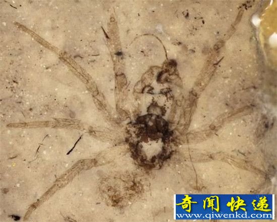 盘点!世界八大珍贵化石