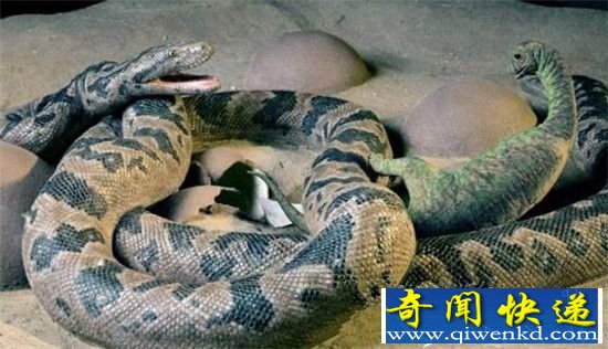 盘点!世界八大珍贵化石