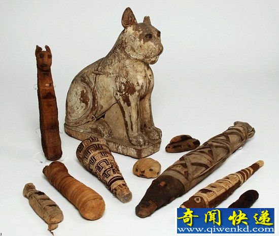 揭秘古埃及动物木乃伊内部结构 豺狼体内含人骨