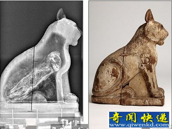 揭秘古埃及动物木乃伊内部结构 豺狼体内含人骨