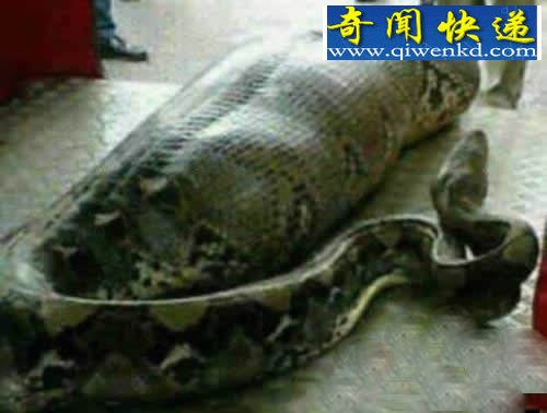 巨蟒吞食醉汉照曝光:腹部凸起现人形