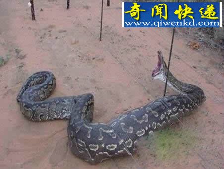 巨蟒吞食醉汉照曝光:腹部凸起现人形